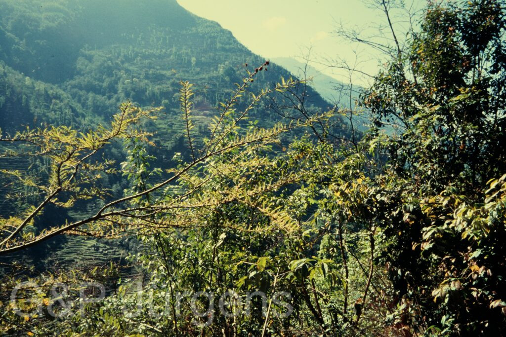 Nepal 97 67 P103