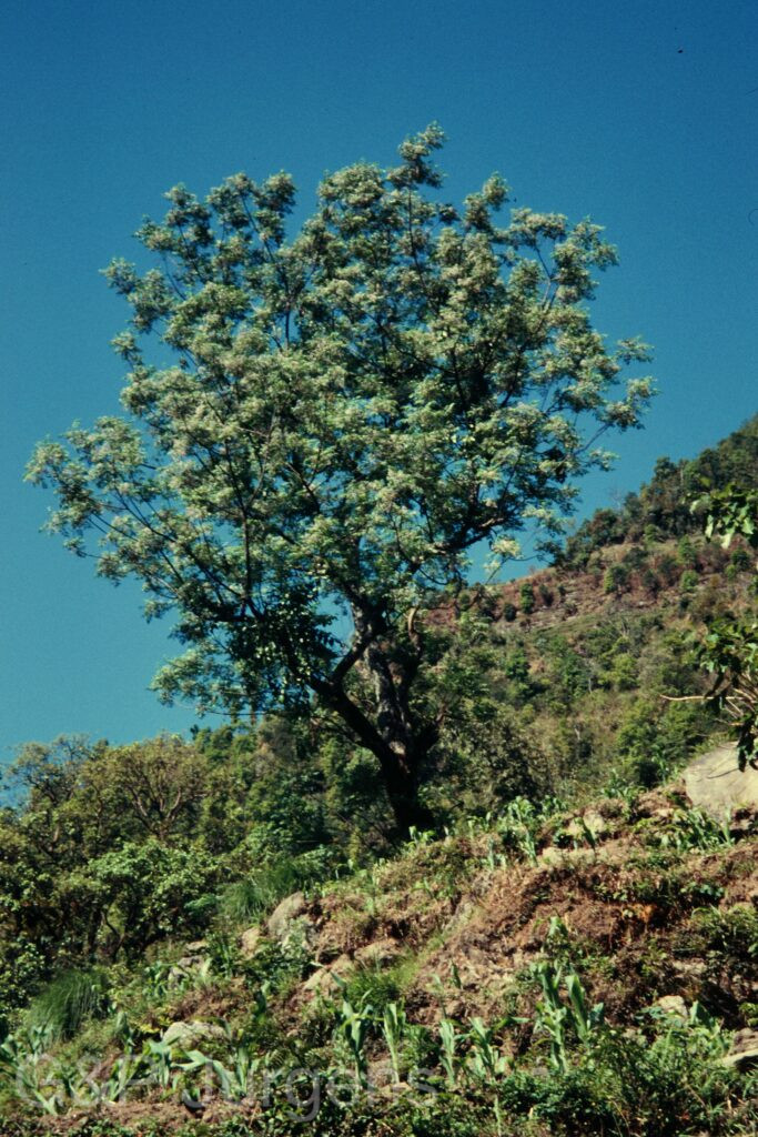 Nepal 97 70 P109