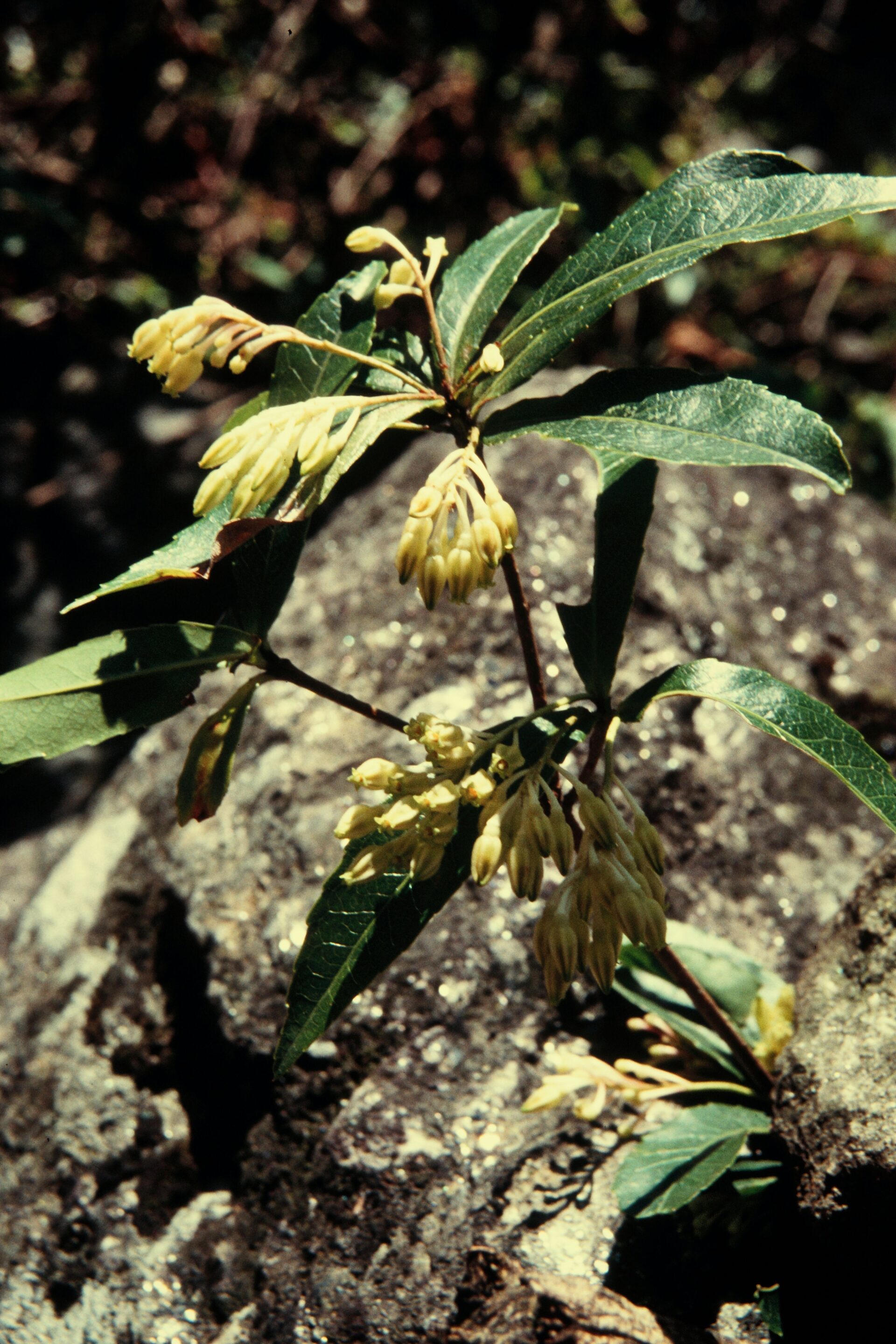 Vaccinium vacciniaceum — Ericaceae