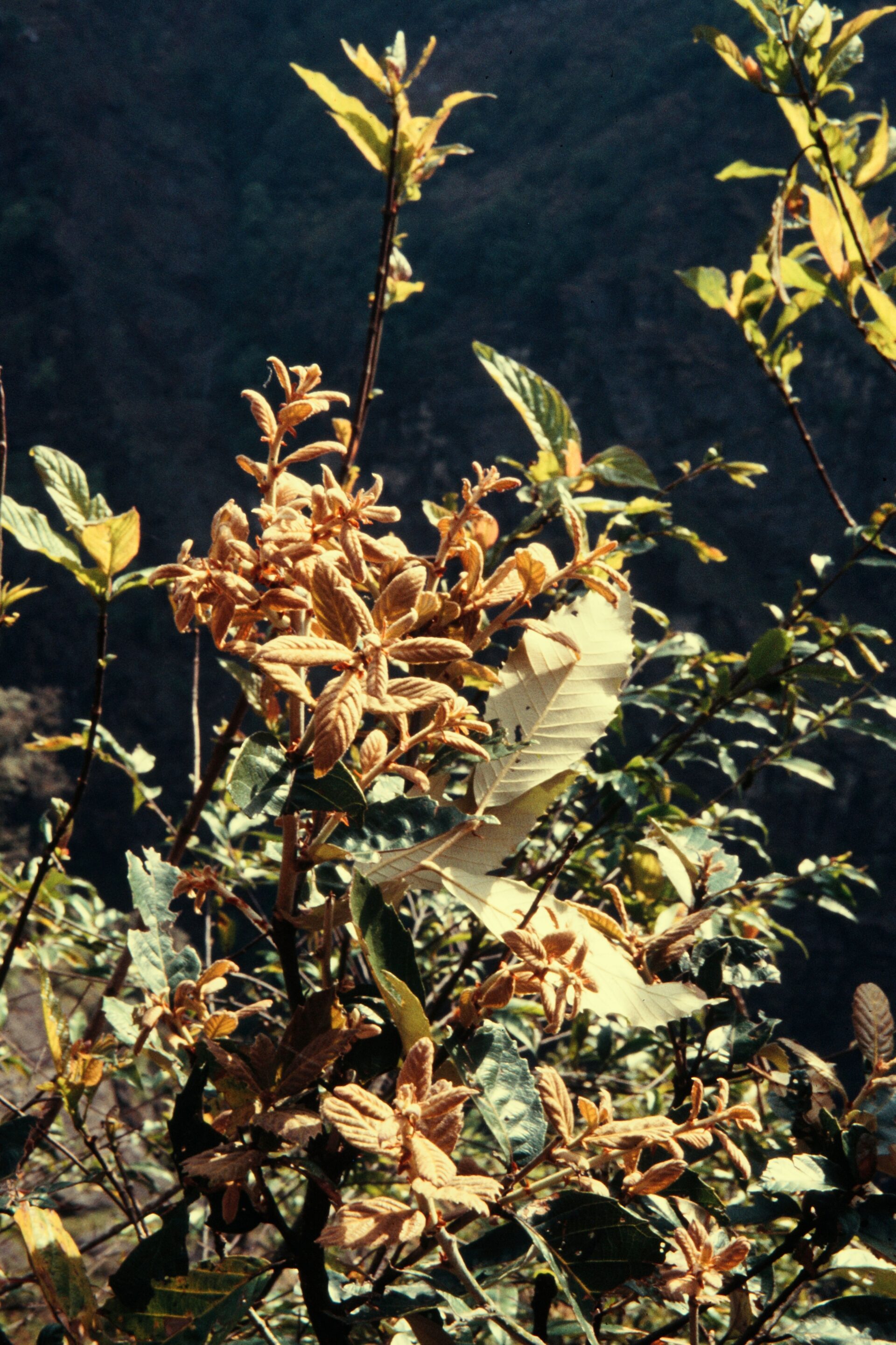Quercus lanata — Fagaceae