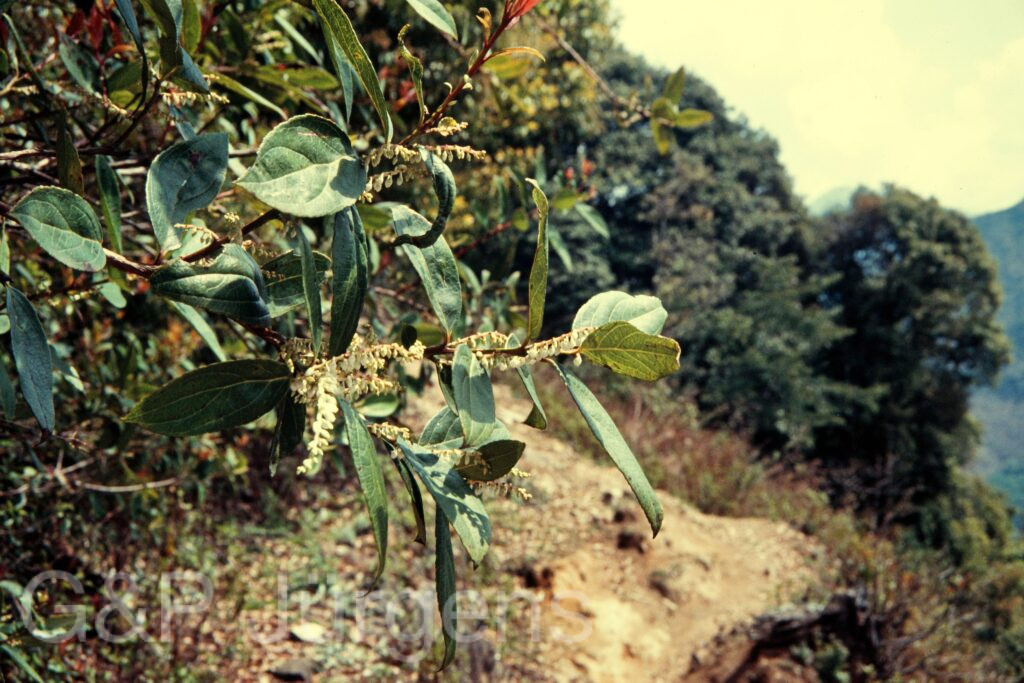 Nepal 97 89 P149