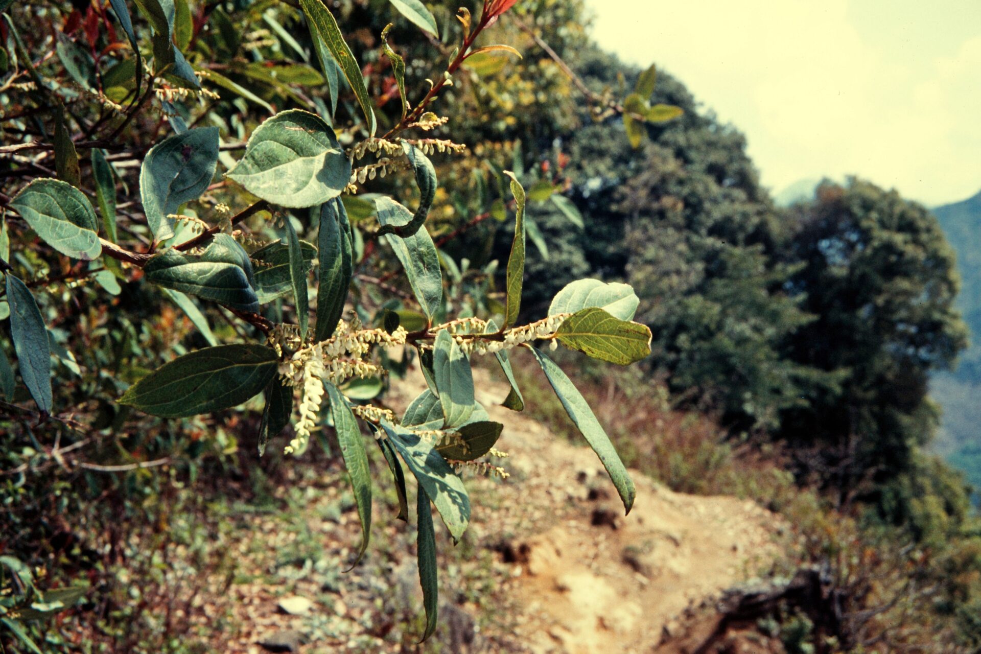 Gaultheria fragrantissima — Ericaceae