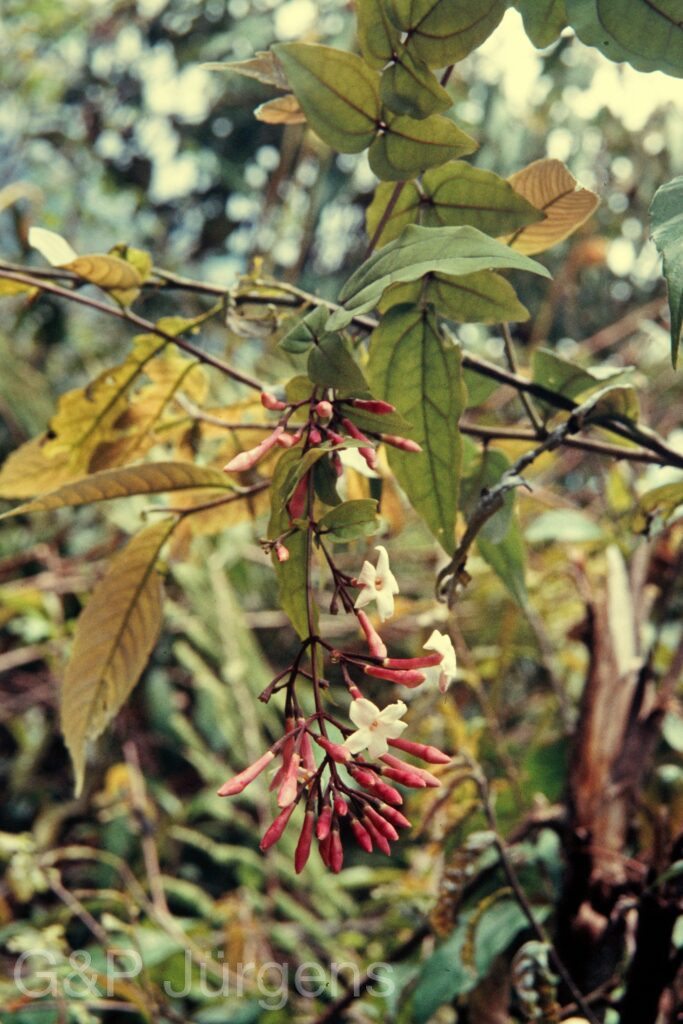 Nepal 97 92 P153
