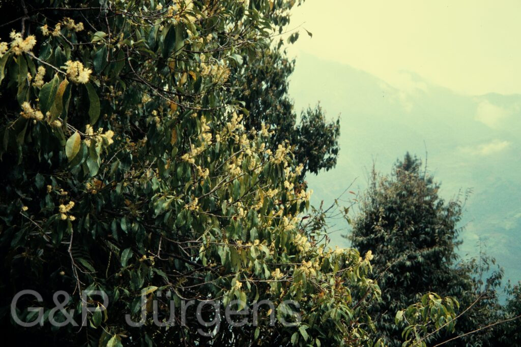 Nepal 97 94 P155