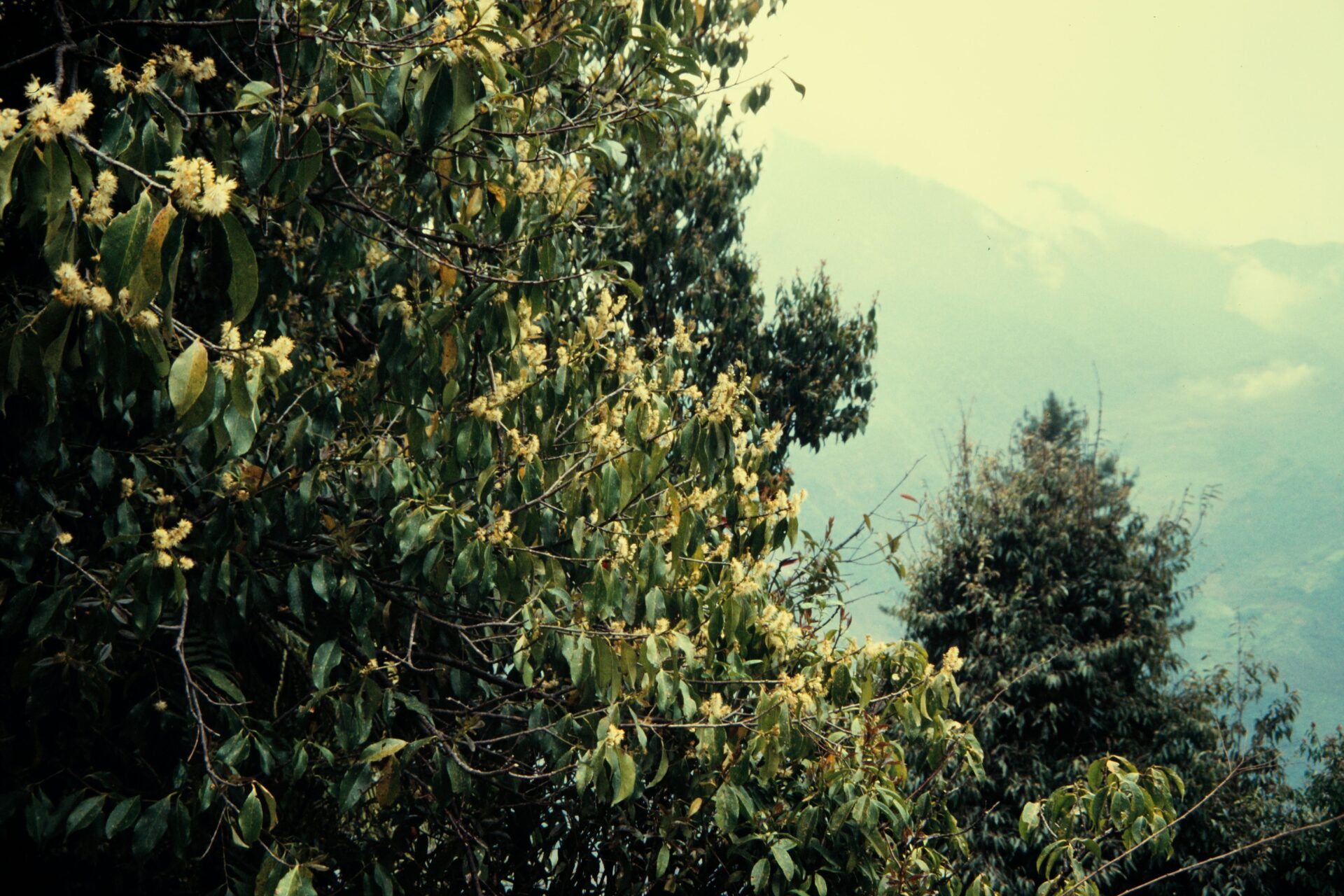 Symplocos cochinchinensis