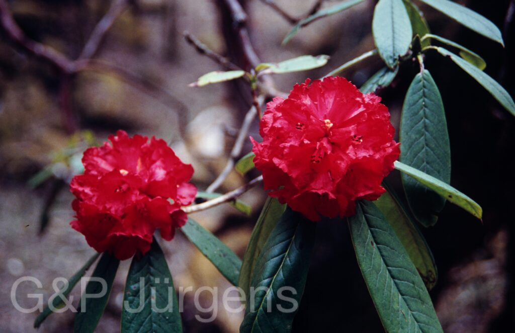 Nepal1992 139 P199 ergebnis