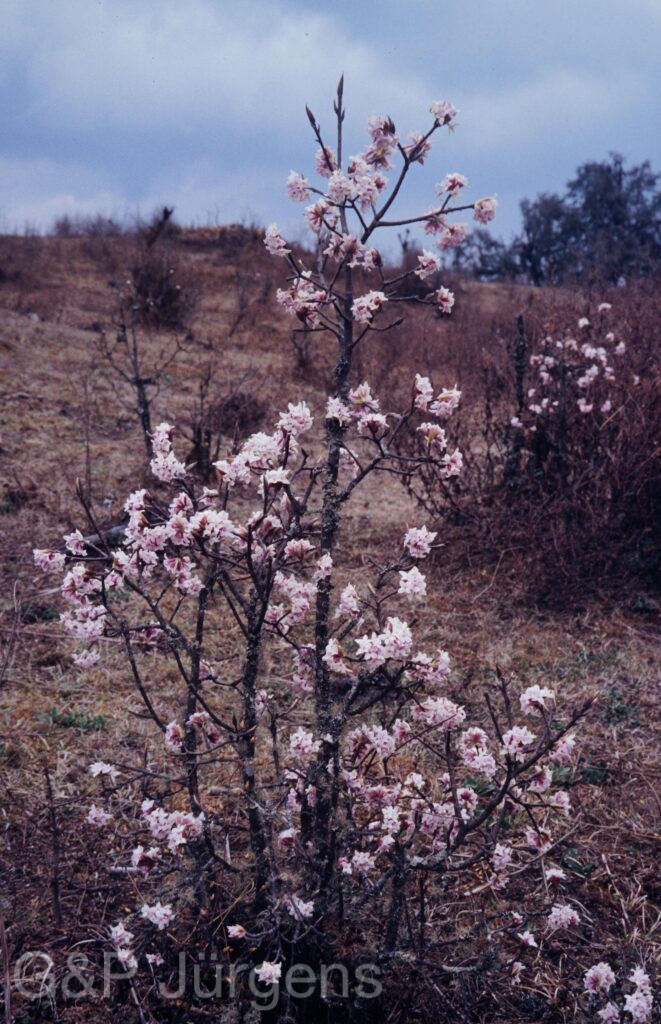 Nepal1992 238 W349 ergebnis