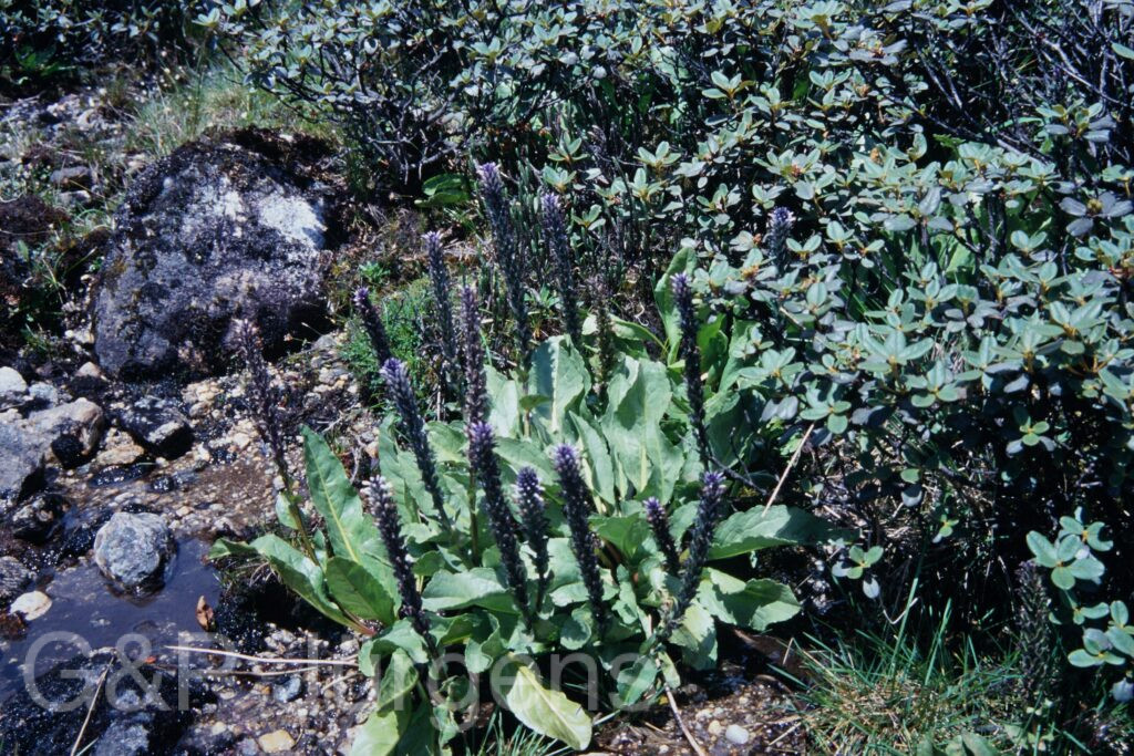Sikkim2003 197 P275