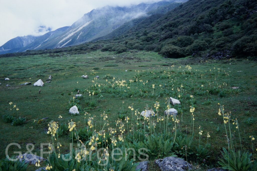 Sikkim2003 231 P320