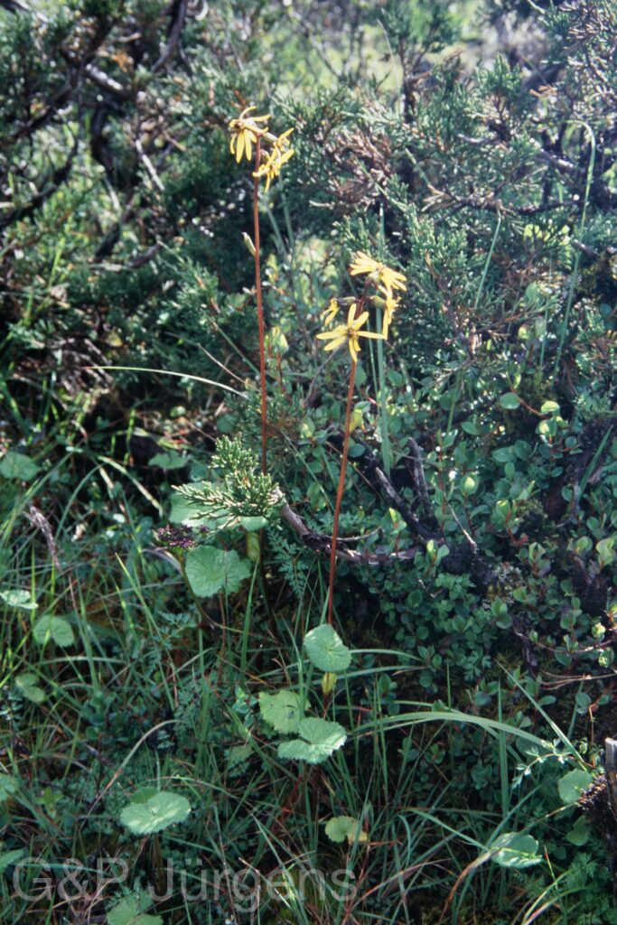Sikkim2003 242 G332