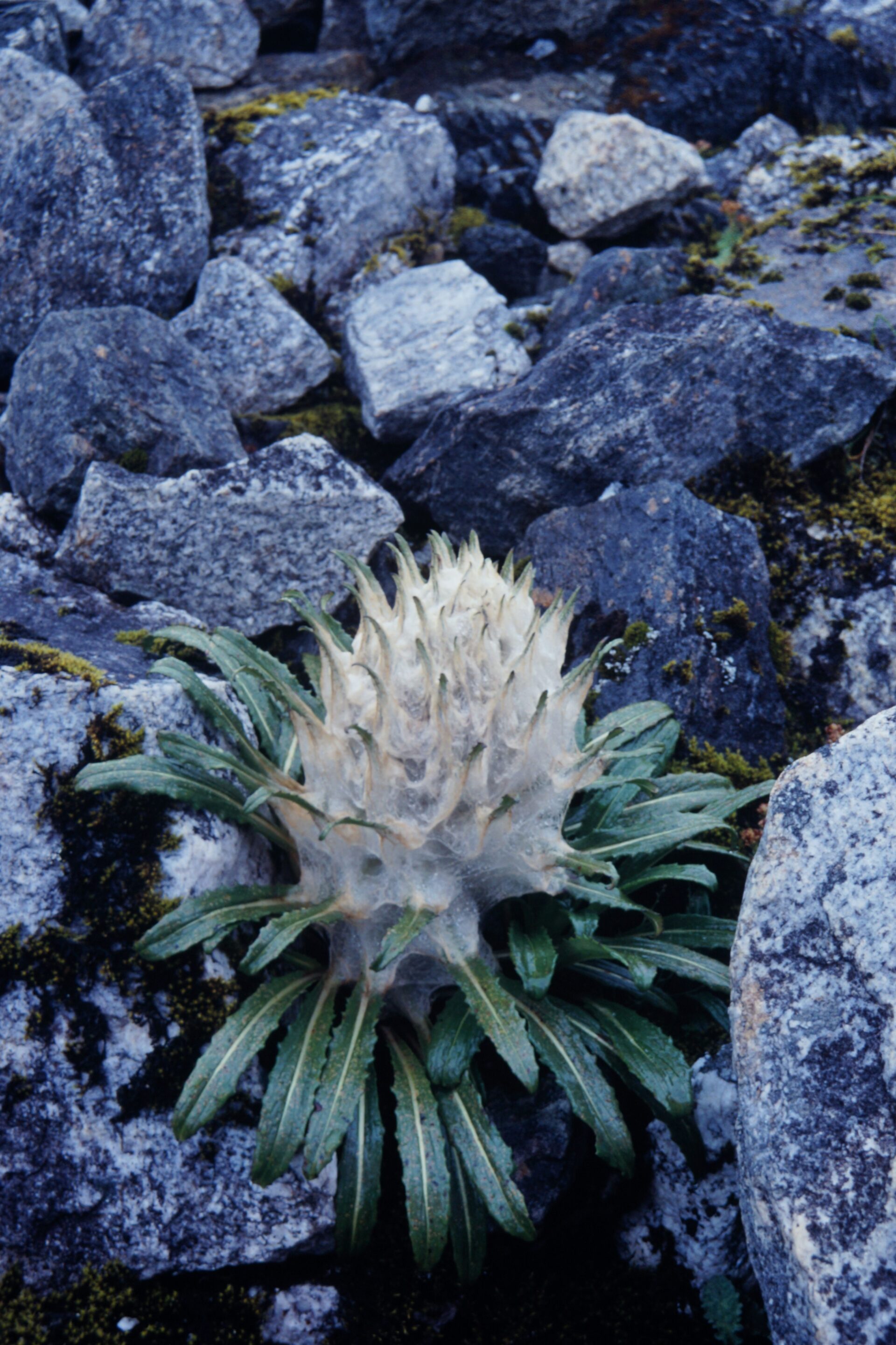 Saussurea gossypiphora — Asteraceae