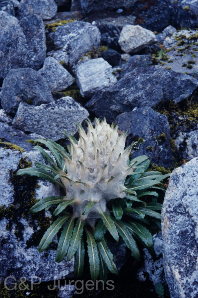 Sikkim2003 293 P407