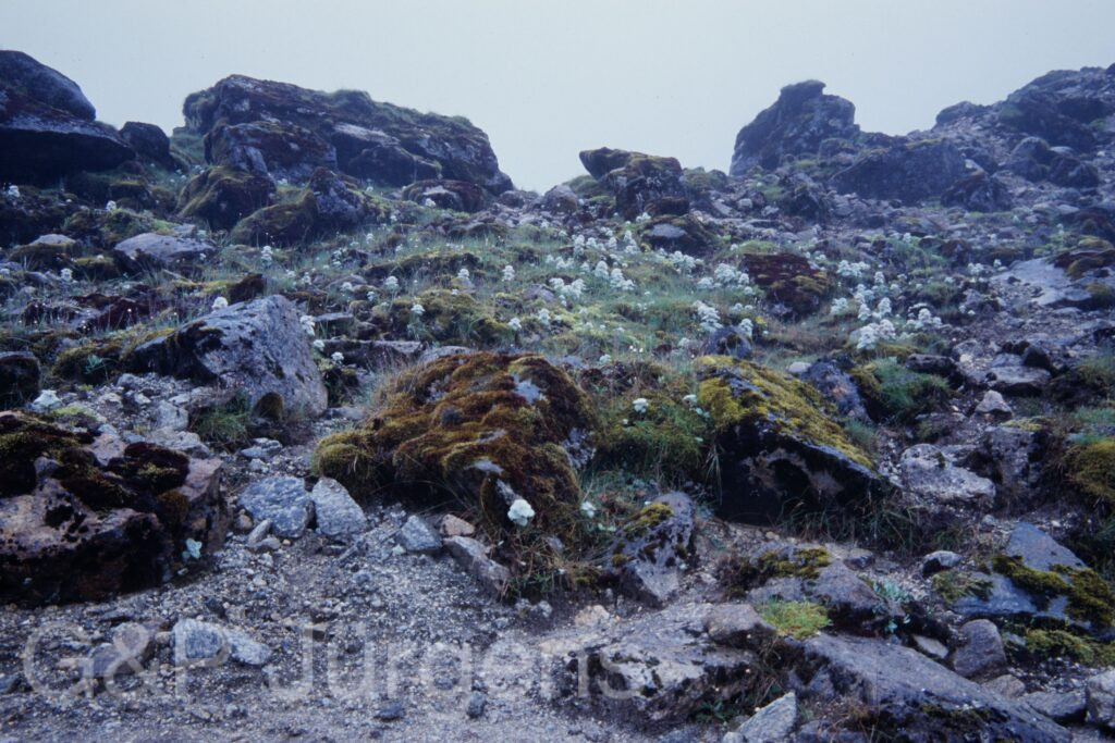 Sikkim2003 319 P458