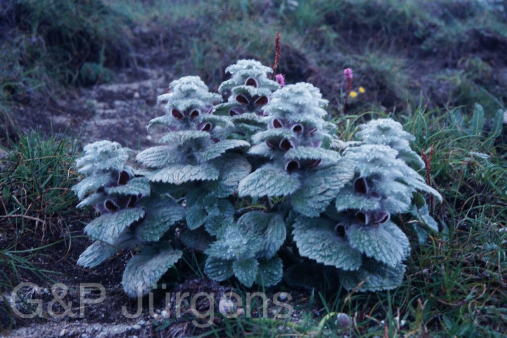 Sikkim2003 322 P457