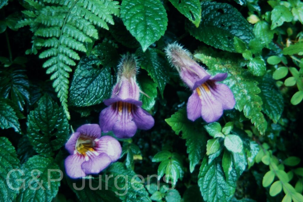 Sikkim2003 348 W489