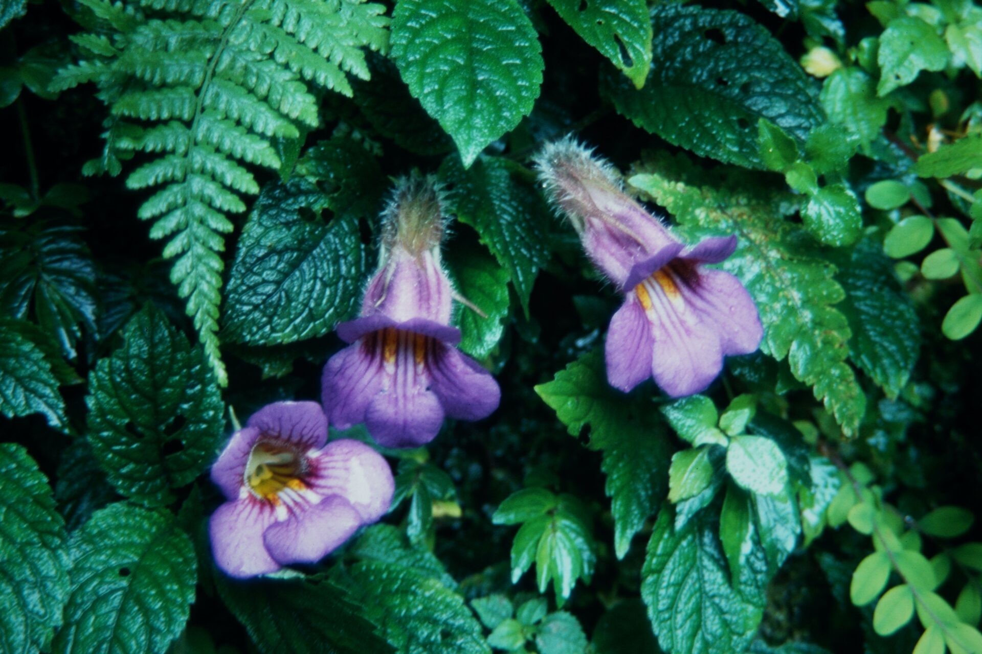 Henckelia urticifolia — Didymocarpinae