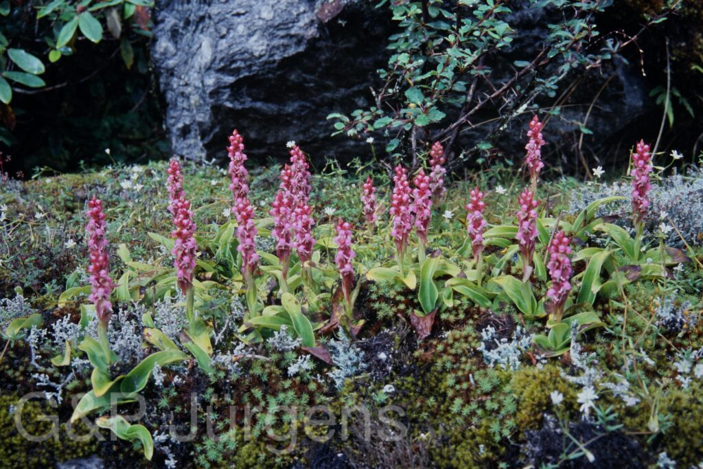 Sikkim2003 363 P512