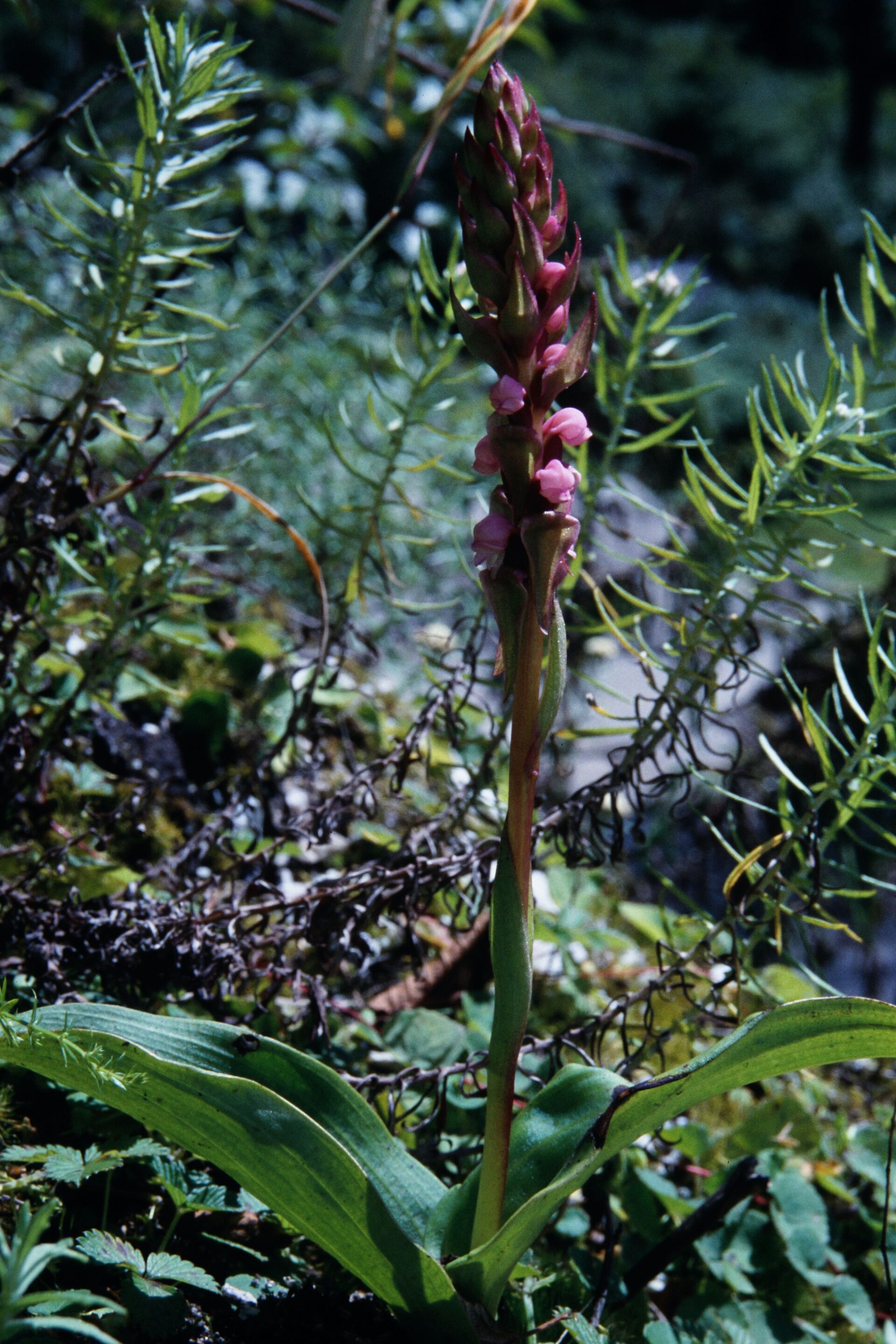 Satyrium nepalense — Orchideaceae