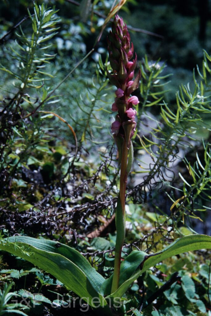 Sikkim2003 364 P511