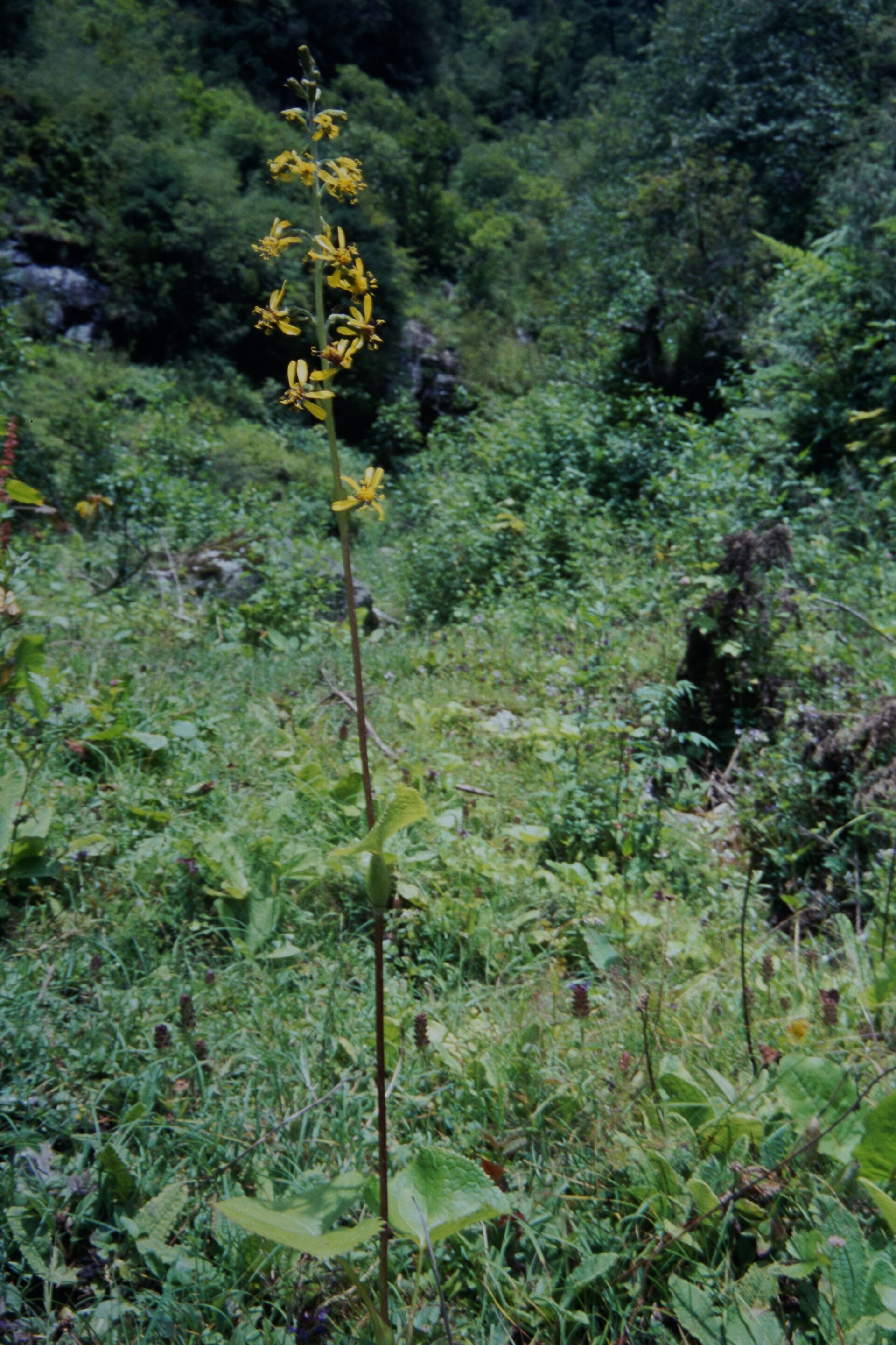 Ligularia atkinsonii — Asteraceae
