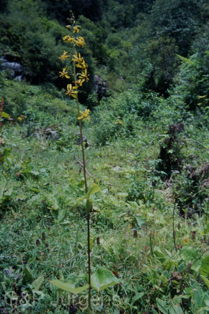 Sikkim2003 365 P512 2