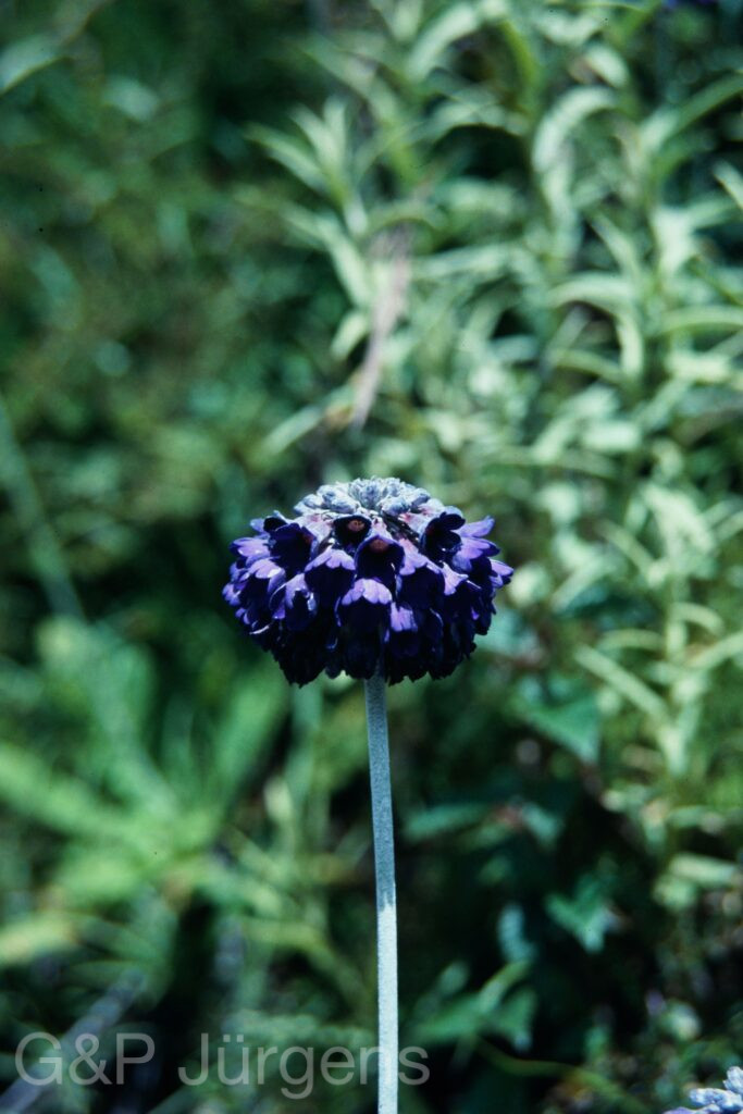 Sikkim2003 367 W516