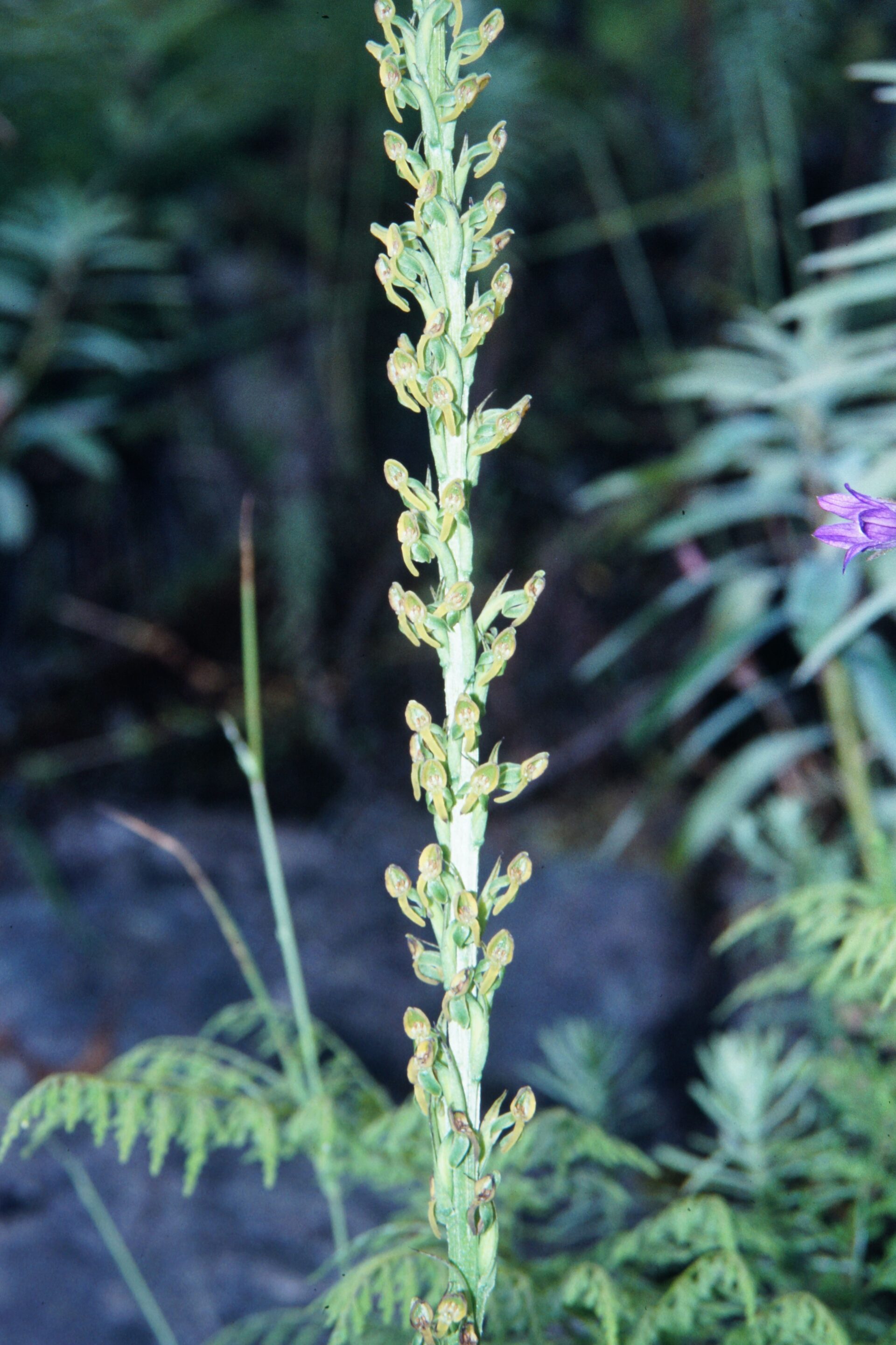 Aster albescens — Asteraceae