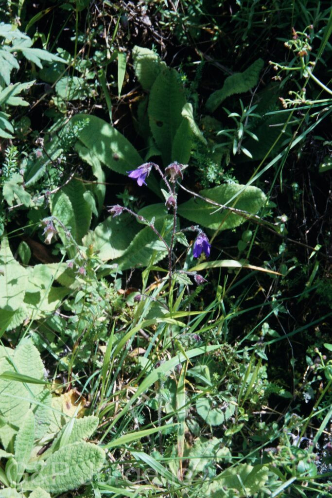 Sikkim2003 381 P537