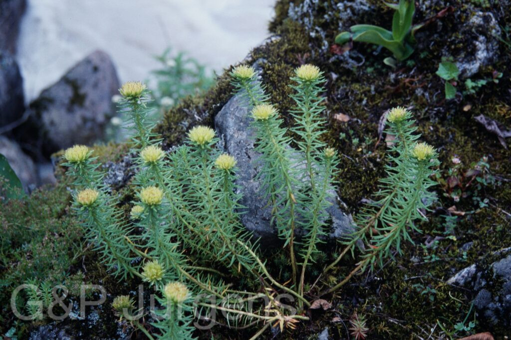 Sikkim2003 395 G556