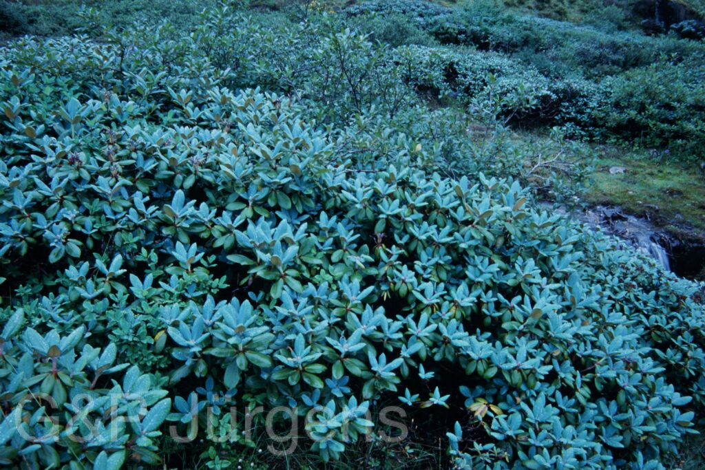 Sikkim2003 422 P587 2