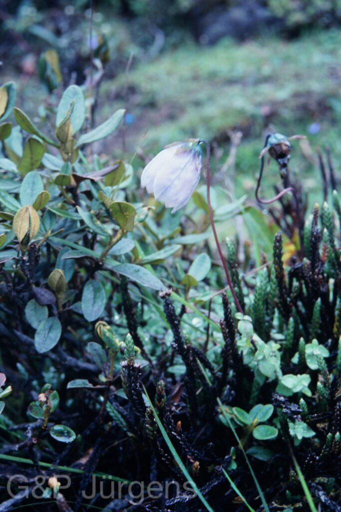 Sikkim2003 424 P590