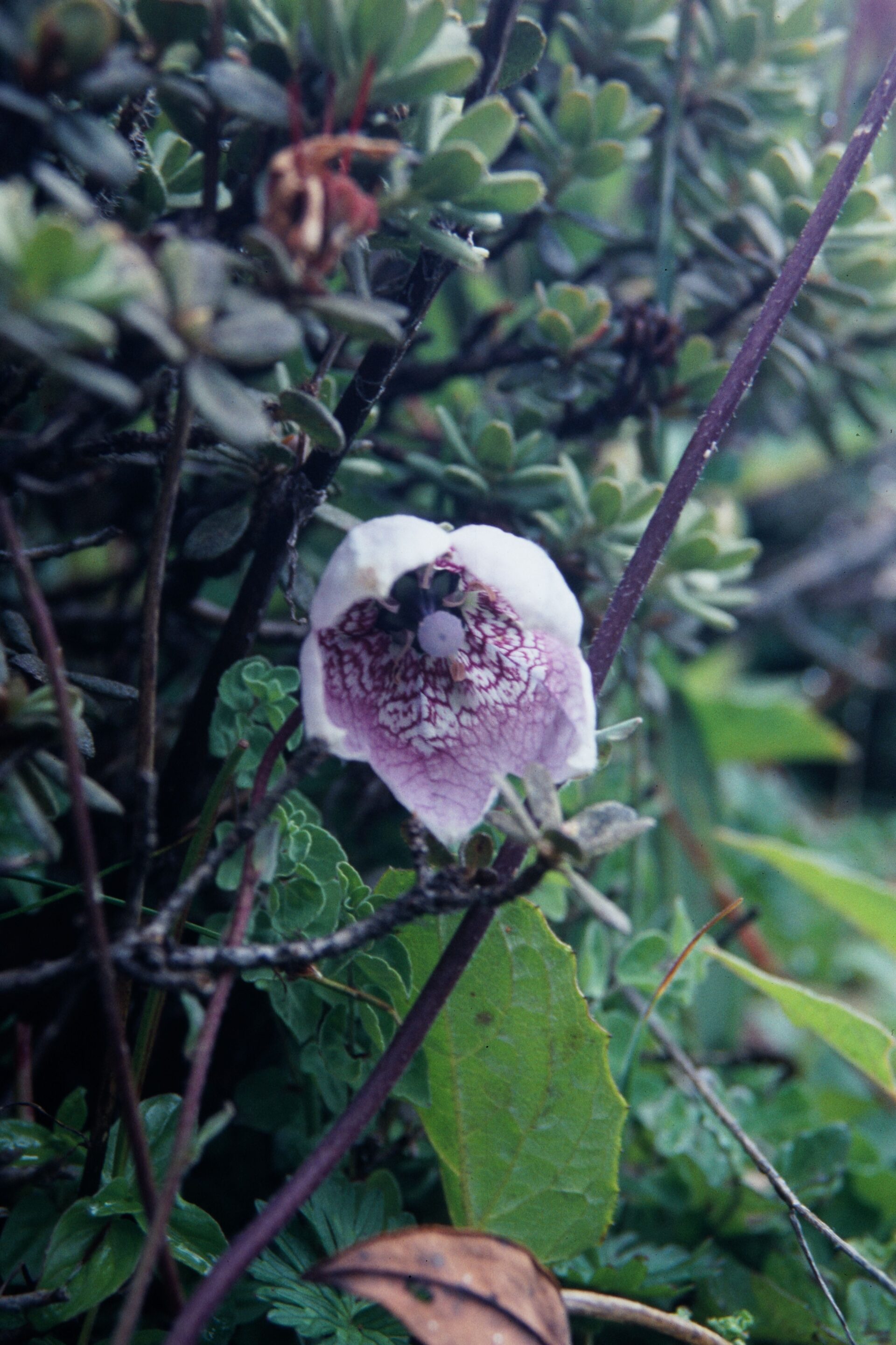 Codonopsis foetens — Campanulaceae