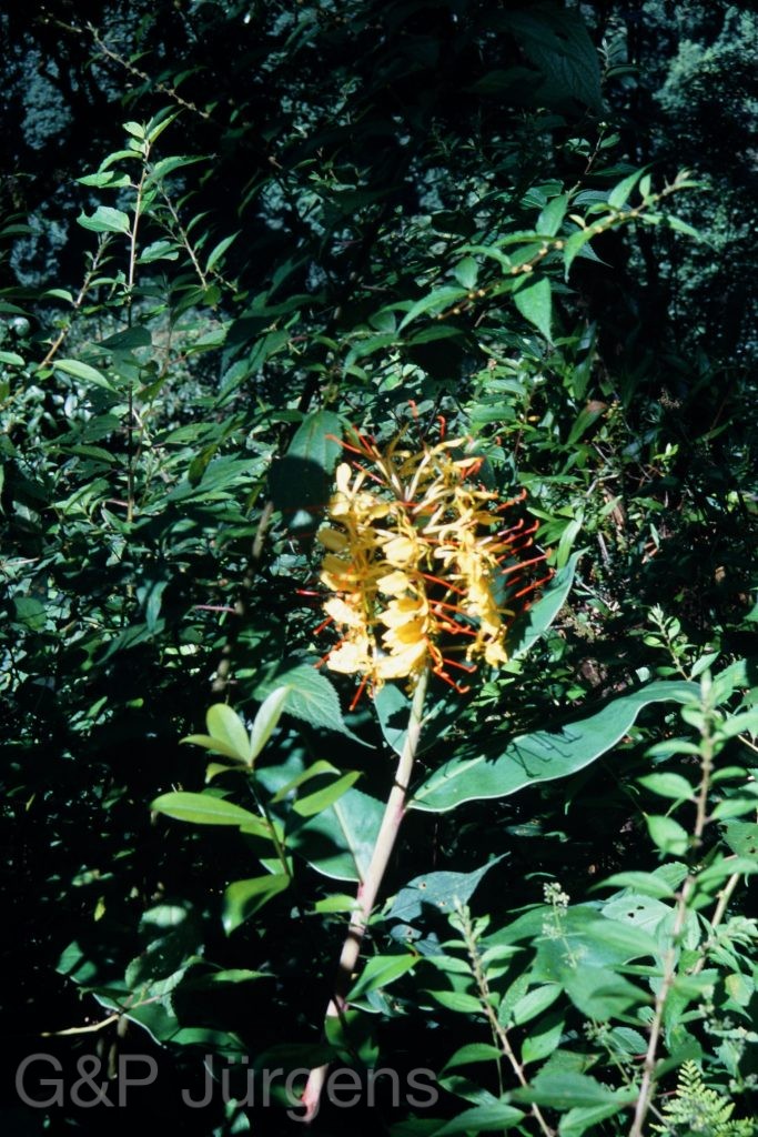Sikkim2003 45 P60