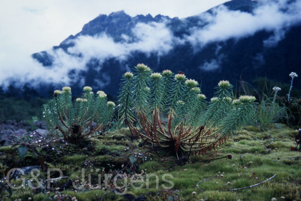 Sikkim2003 480 P666