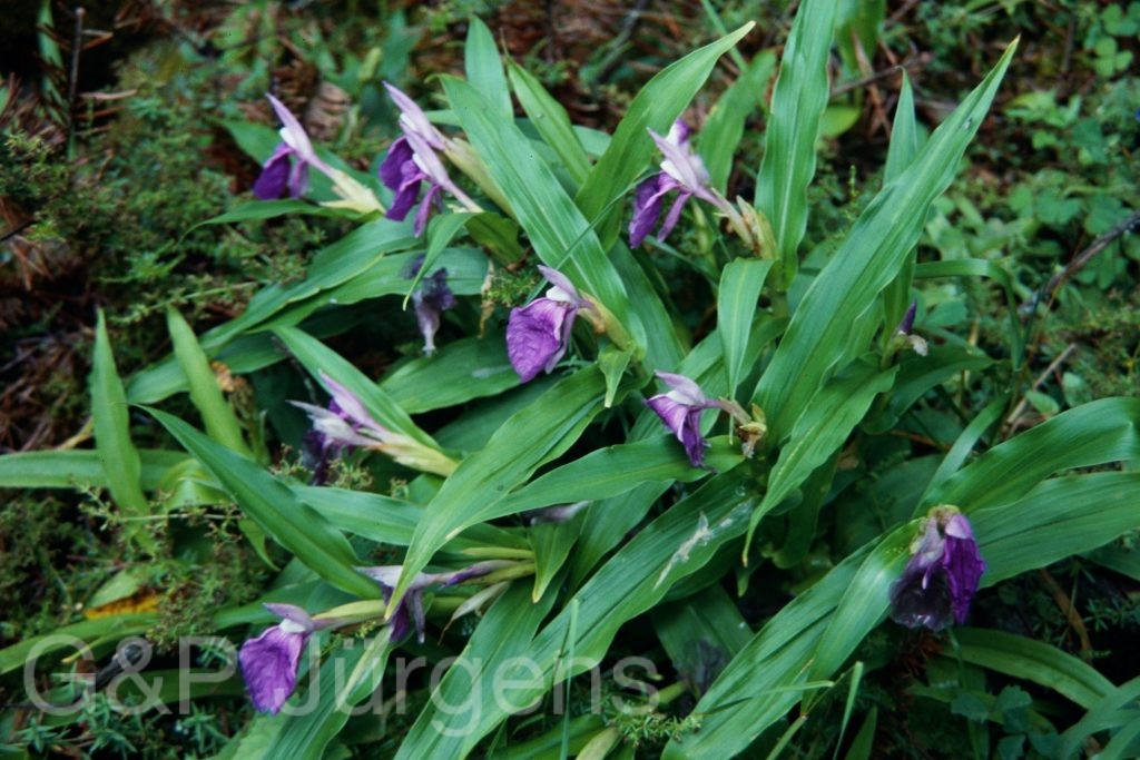 Sikkim2003 49 W68