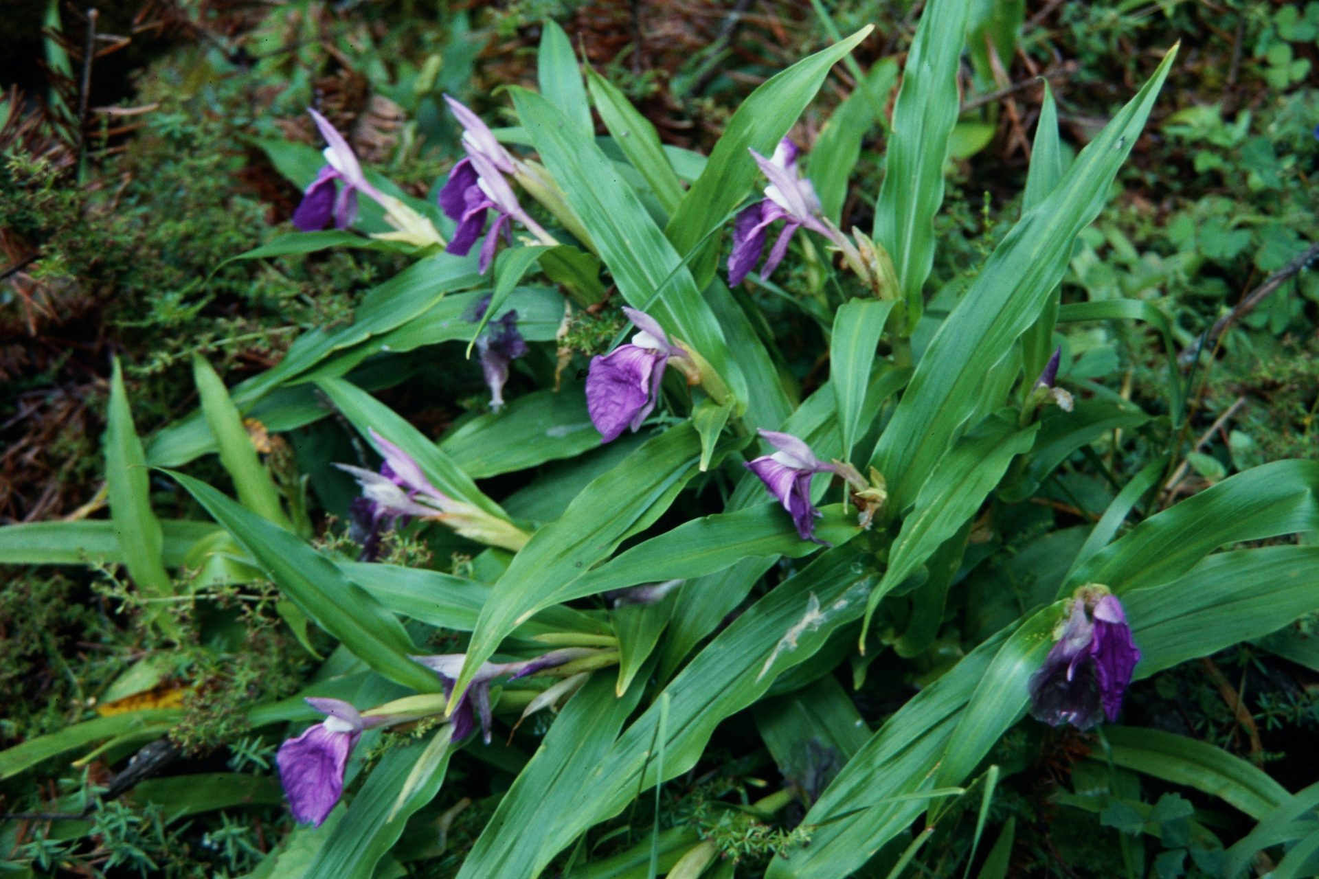 Roscoea auriculata — Zingiberacaea