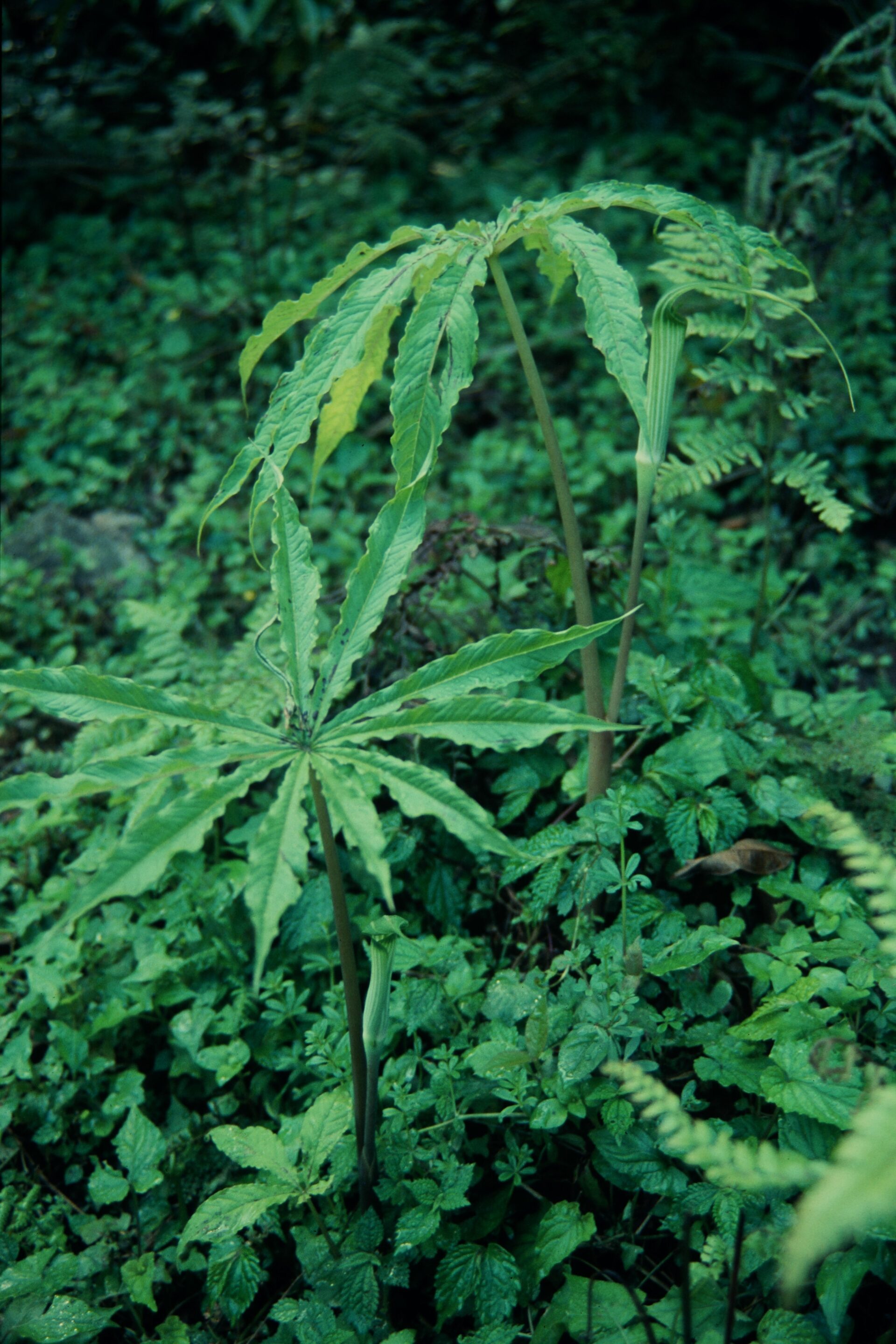 Arisaema concinnum — Araceae