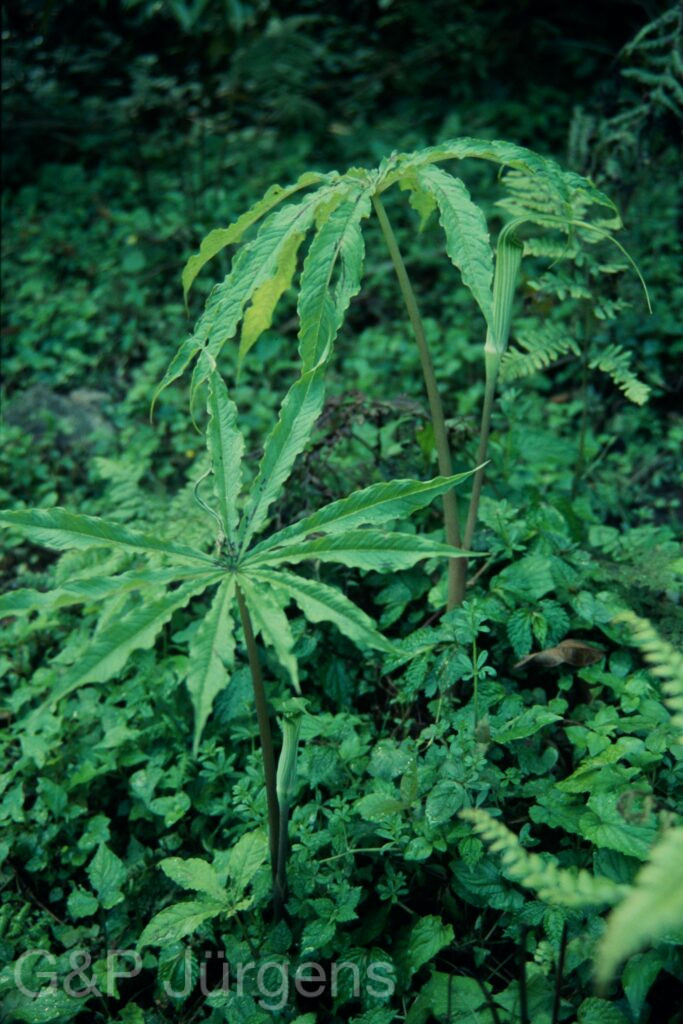Sikkim2004 118 P202
