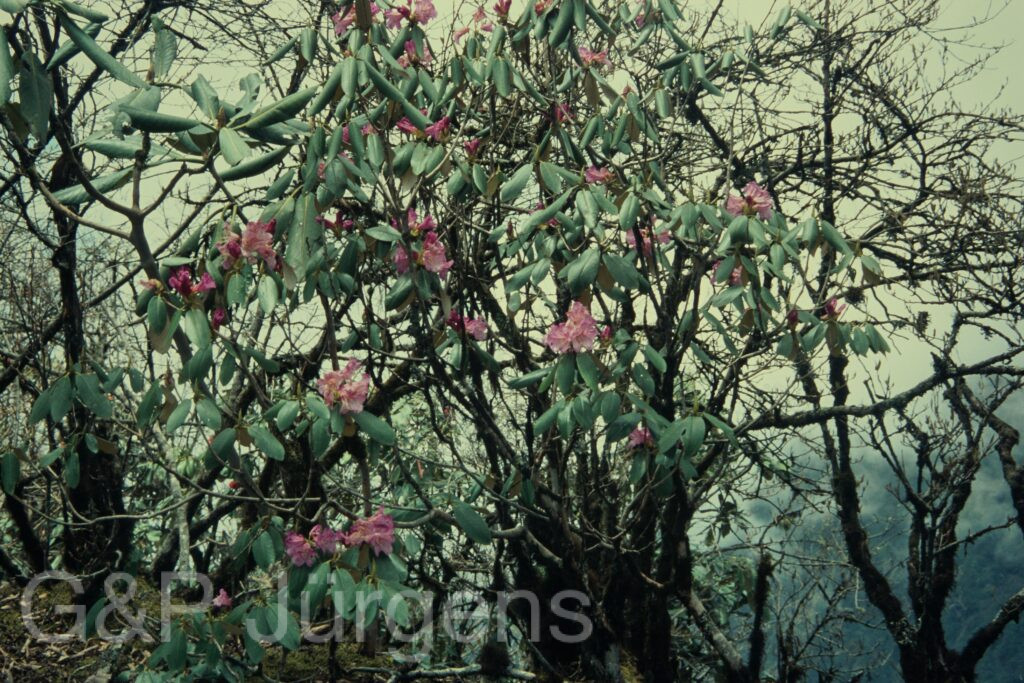 Sikkim2004 128 P223