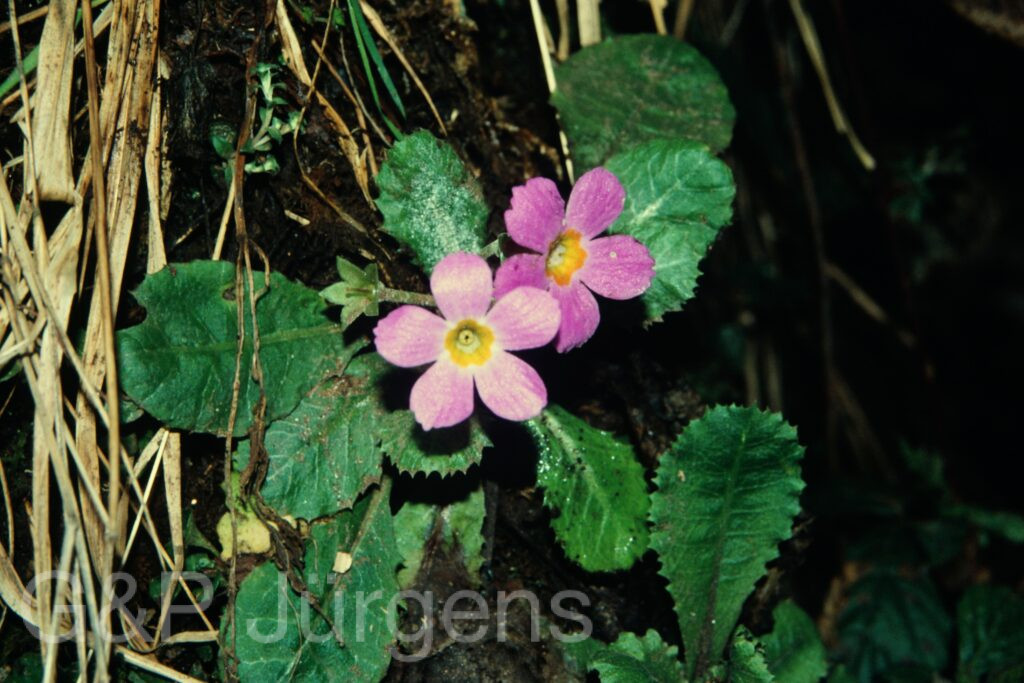 Sikkim2004 132 G230