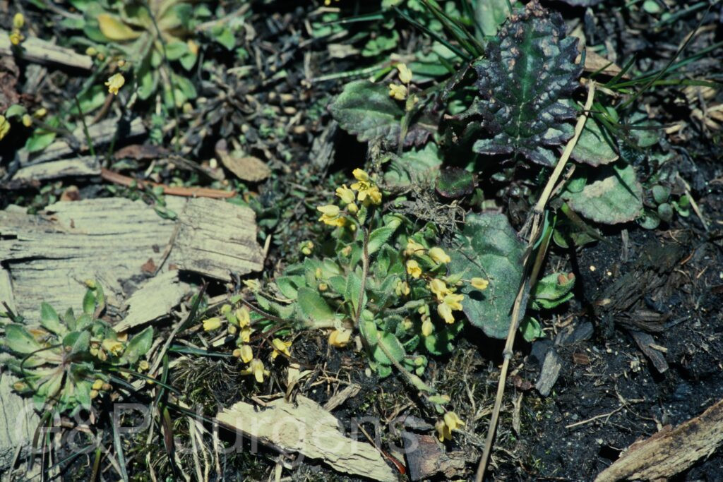 Sikkim2004 139 P241