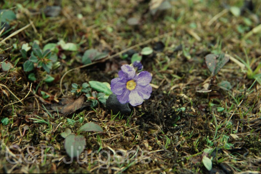 Sikkim2004 142 G244