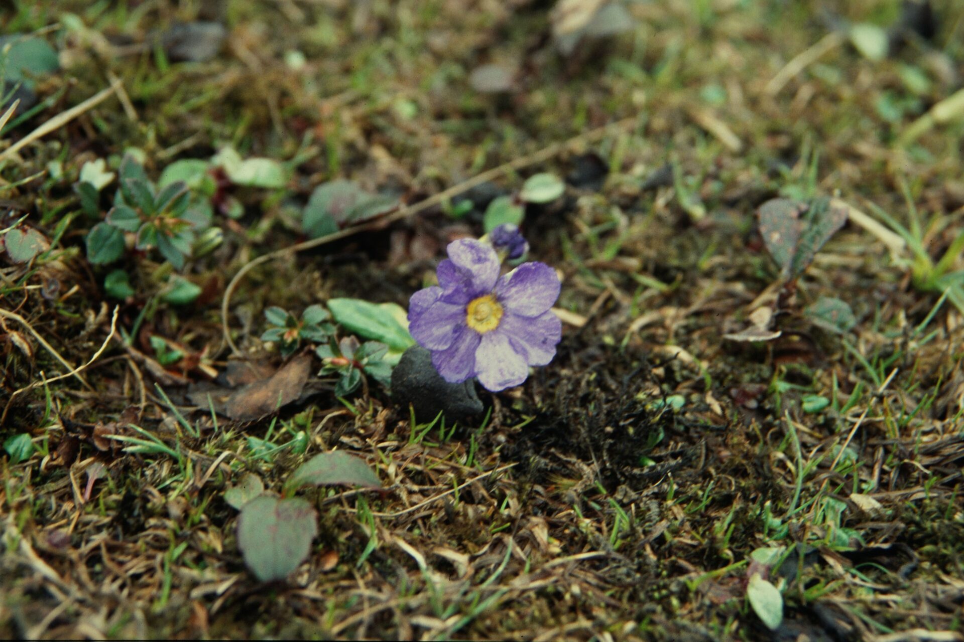 Primula pulchra — Primulaceae