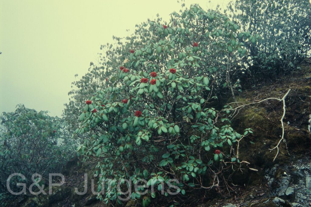 Sikkim2004 145 P253