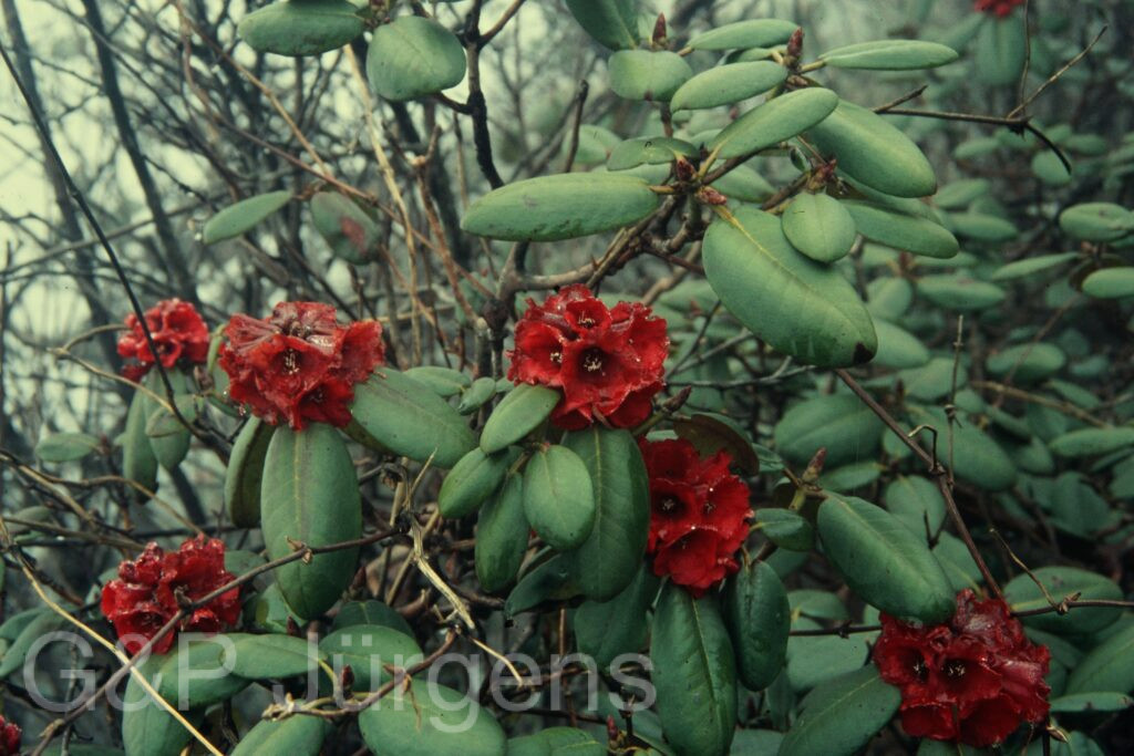 Sikkim2004 147 G255
