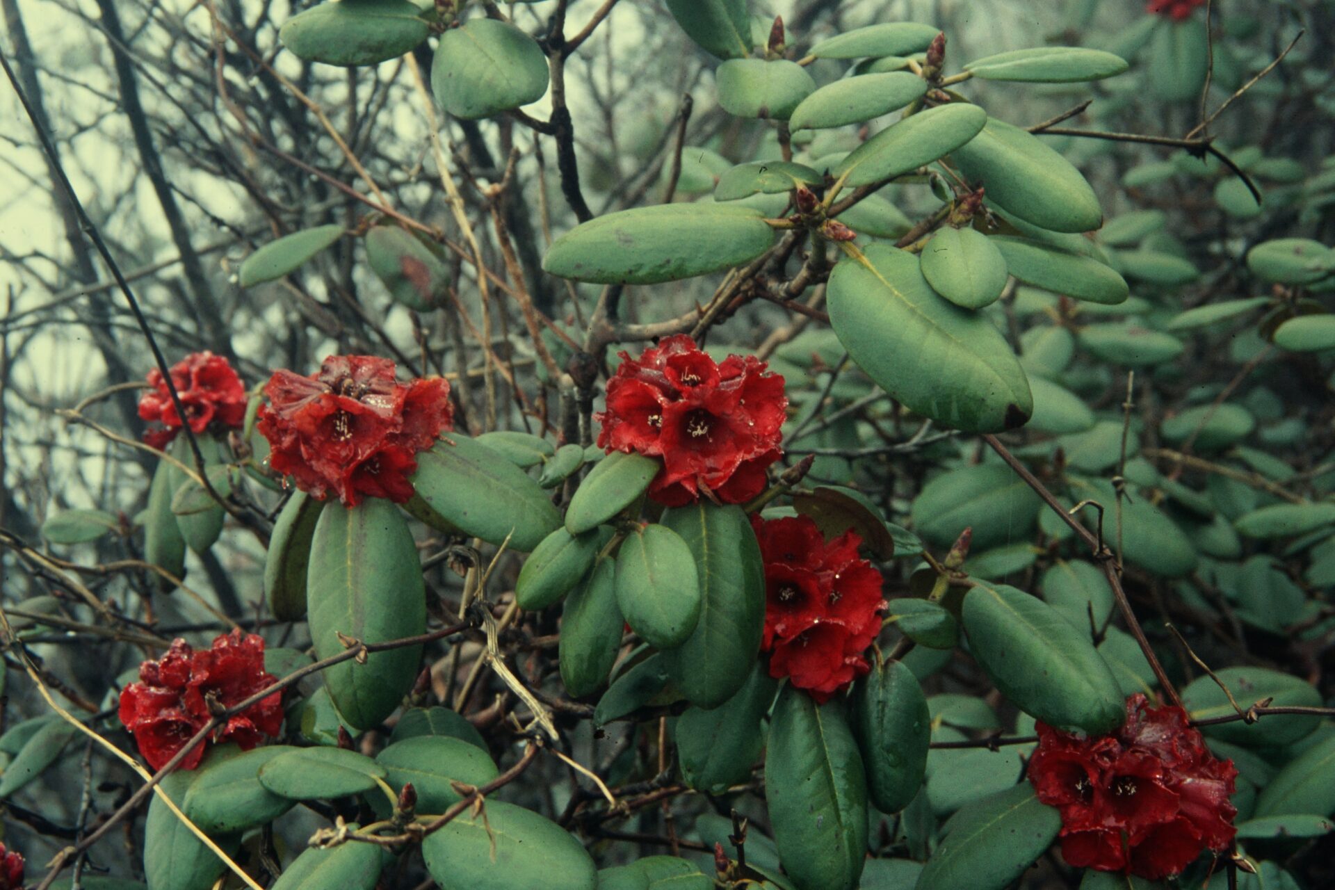 Rhododendron fulgens — Ericaceae