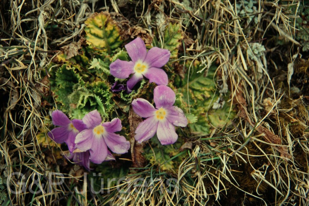 Sikkim2004 167 G283