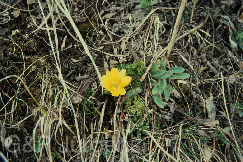 Sikkim2004 168 P284