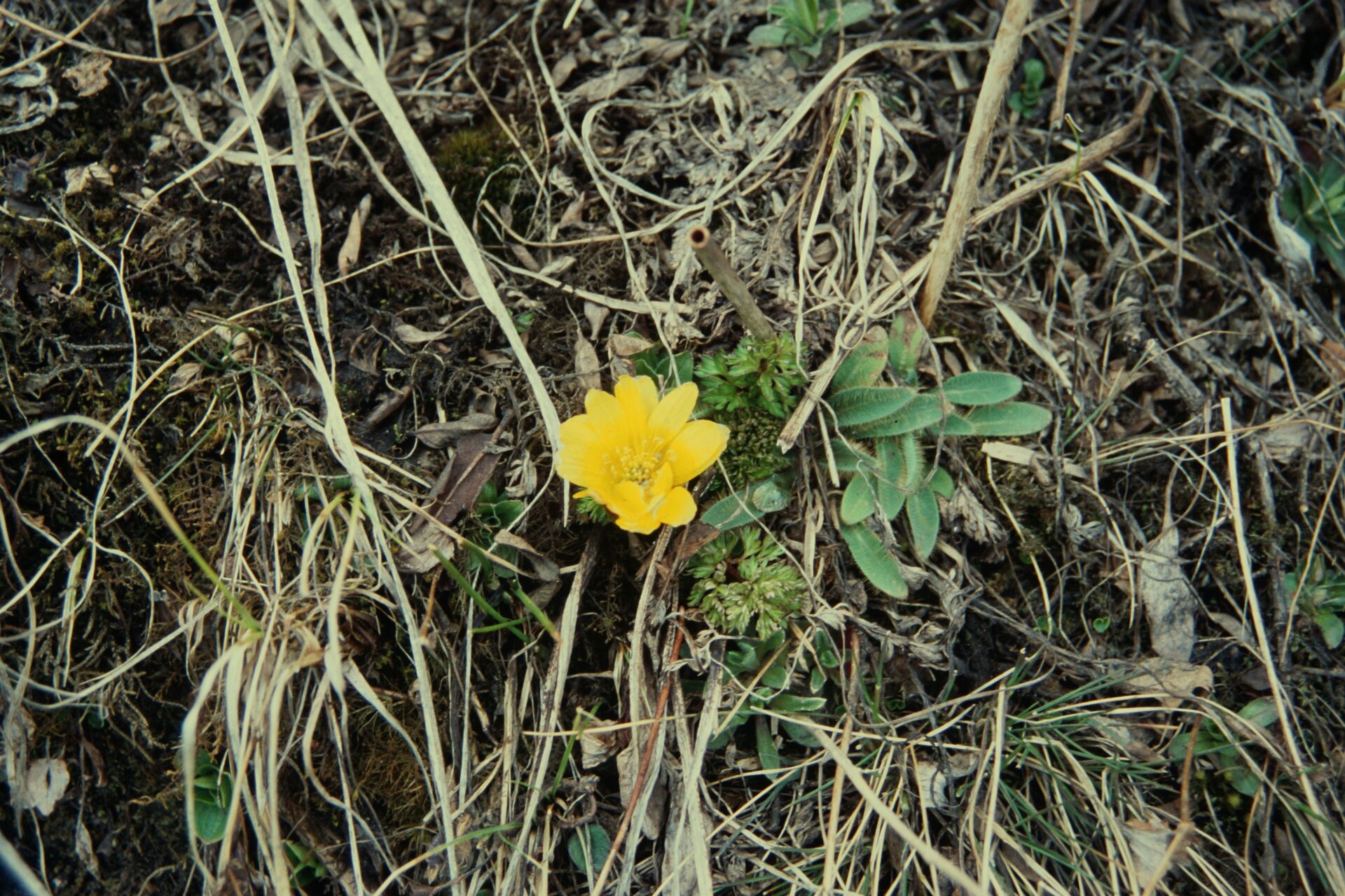 Adonis nepalensis — Ranunculaceae