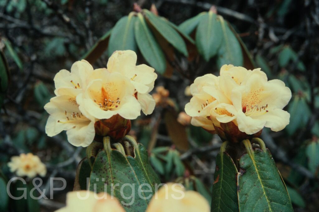Sikkim2004 224 P383